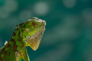 Small Green Iguana
