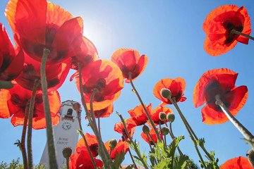 Obraz premium low wide angle view of poppies with a public train depot building in the background and the sun directly overhead creating lens flare