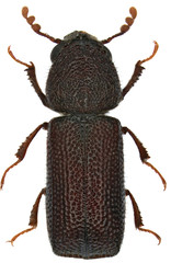 Prostephanus truncatus is a species of wood-boring beetle from family Bostrichidae commonly called...