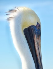 Pelican bad hair day 