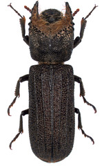 Male of Bostrychoplites cornutus it is a beetle from family Bostrichidae commonly called auger beetles, false powderpost beetles, or horned powderpost beetles.