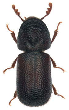 Dinoderus Bifoveolatus Is A Species Of Wood-boring Beetle From Family Bostrichidae Commonly Called Auger Beetles, False Powderpost Beetles, Or Horned Powderpost Beetles. Isolated On A White Background