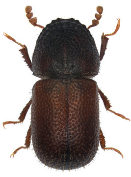 Dinoderus brevis is a species of wood-boring beetle from family Bostrichidae commonly called auger beetles, false powderpost beetles, or horned powderpost beetles. Isolated on a white background