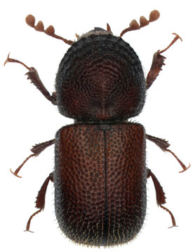 Dinoderus minutus is a species of wood-boring beetle from family Bostrichidae commonly called auger beetles, false powderpost beetles, or horned powderpost beetles. Isolated on a white background