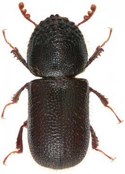Dinoderus japonicus is a species of wood-boring beetle from family Bostrichidae commonly called auger beetles, false powderpost beetles, or horned powderpost beetles. Isolated on a white background