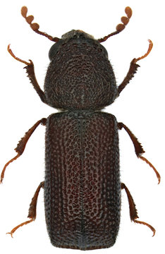 Prostephanus truncatus is a species of wood-boring beetle from family Bostrichidae commonly called auger beetles, false powderpost beetles, or horned powderpost beetles. Isolated on a white background