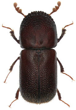 Dinoderus ocellaris is a species of wood-boring beetle from family Bostrichidae commonly called auger beetles, false powderpost beetles, or horned powderpost beetles. Isolated on a white background