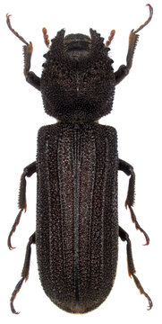 Female Of Bostrychoplites Cornutus It Is A Beetle From Family Bostrichidae Commonly Called Auger Beetles, False Powderpost Beetles, Or Horned Powderpost Beetles