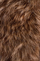 Beautiful raccoon close-up fur