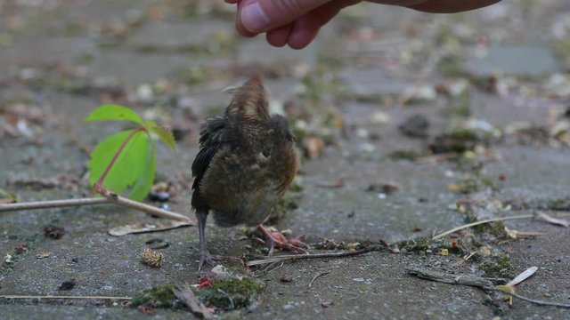 Young baby bird being fed