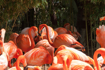 Pink Caribean flamingos