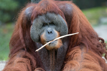 Orangutan