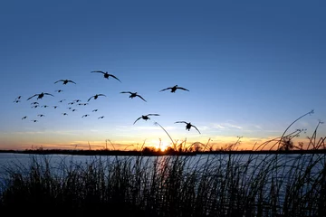 Foto op Plexiglas Waterfowl Sunset © LUGOSTOCK