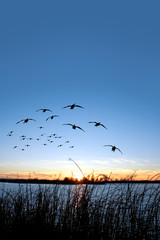 Waterfowl Sunset