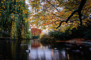 Herbst Teich mit Enten 