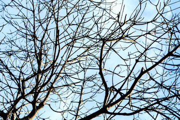 A Leafless Tree