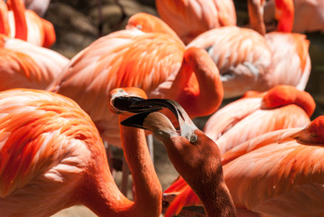 Pink Caribean flamingos