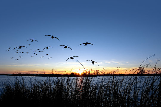 Waterfowl Sunset