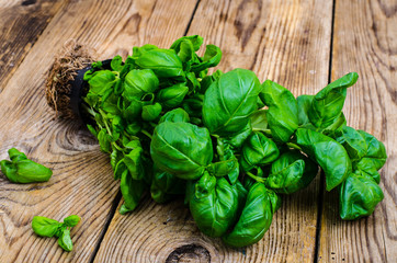 Сultivation of organic herbs, fresh green basil with roots