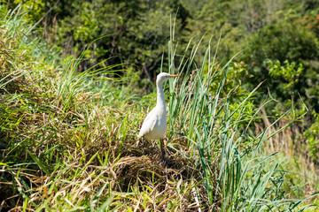The eastern great egret has a wide distribution throughout Asia and Oceania, with breeding populations in Sri Lanka. This specimen lives in the hill country of the  Uva province