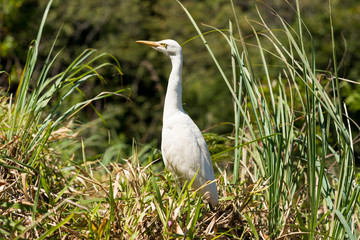 The eastern great egret has a wide distribution throughout Asia and Oceania, with breeding populations in Sri Lanka. This specimen lives in the hill country of the  Uva province