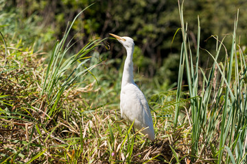 The eastern great egret has a wide distribution throughout Asia and Oceania, with breeding populations in Sri Lanka. This specimen lives in the hill country of the  Uva province