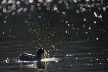 Blesshuhn beim fressen im Gegenlicht