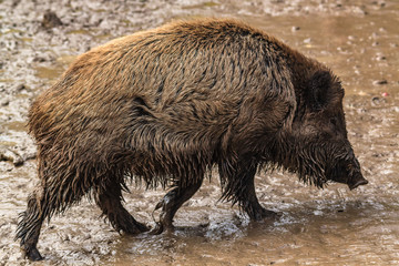 Wildschwein läuft im Schlamm