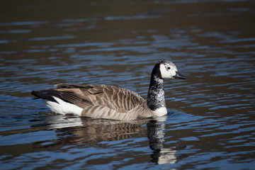 Obraz premium Junge Kanadagans