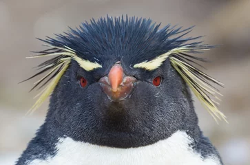 Poster Rockhopper penguin looks directly at camera.CR2 © Jo