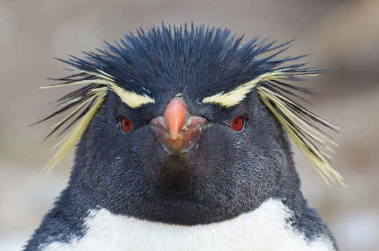 Rockhopper penguin looks directly at camera.CR2