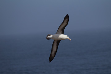 Fototapeta na wymiar Black browed Albatross flies over ocean.CR2