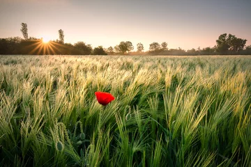 Fototapeten Lonely poppy in the field © Ivo Kuzov
