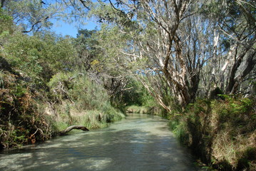 Fototapeta na wymiar Eli Creek on Fraser Island, Australia