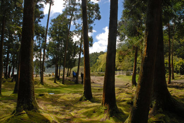 Forest at Furnas Lake, Sao Miguel, Azores, Portugal