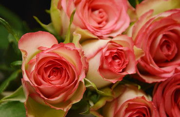 pink and white flower for a special day