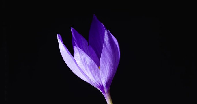lilac crocus on a black background