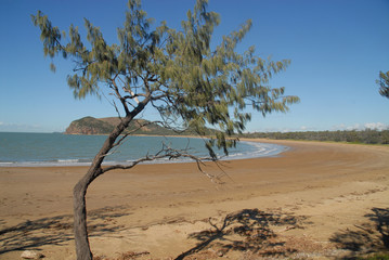 Tree at the beach in Rosslyn, Australia