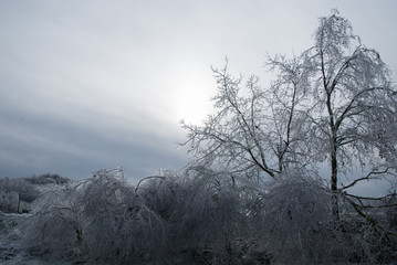 Branch fully encapsulated in glaze