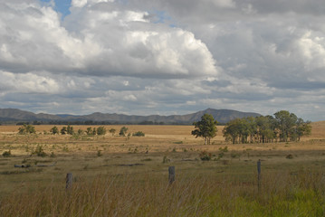 Trees on a dry meadow in Queensland, Australia
