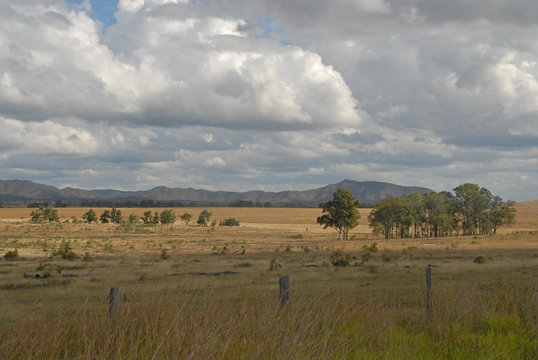 Trees on a dry meadow in Queensland, Australia