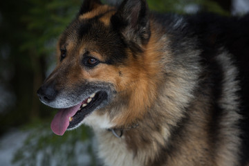 German Shepherd walks in winter in the forest 