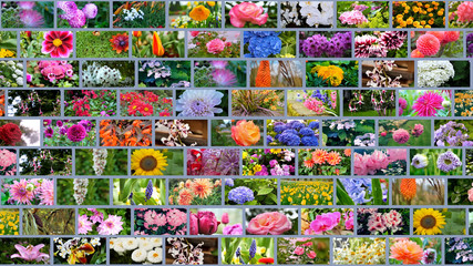 The variety of flowers of the planet earth.