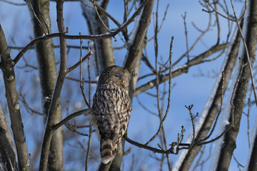 forest owl sitting on the branch in the winter