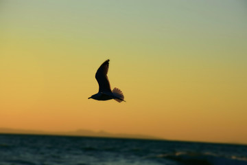 Fototapeta na wymiar silhouette of birds