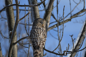 forest owl sitting on the branch in the winter