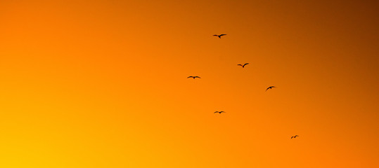 silhouette of birds