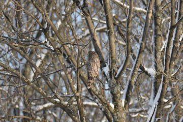 forest owl sitting on the branch in the winter