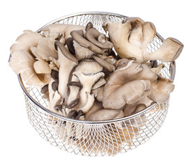 Washed oyster mushrooms