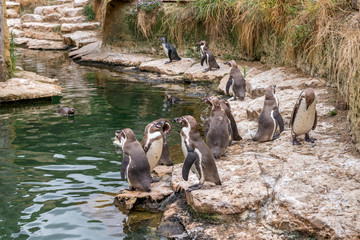 Penguins swim in the pond.
